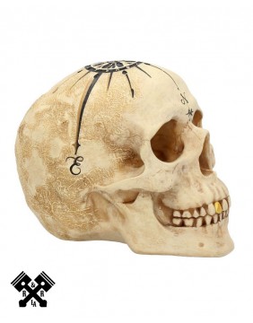 Dead Man's Map Decorative Skull, left profile